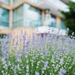 Landscaping & external works